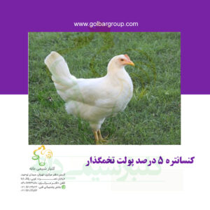 کنسانتره ۵ درصد پولت