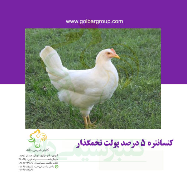 کنسانتره ۵ درصد پولت