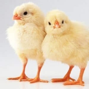 chicken